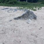【2024-2025】八重山年越し旅行🏝️５日目 2025年１月１日(水)