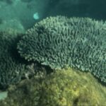 間越海岸の海中に広がるテーブルサンゴ
