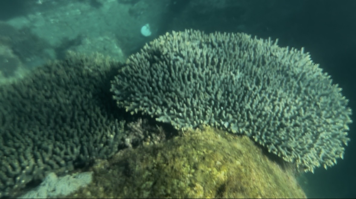 間越海岸の海中に広がるテーブルサンゴ